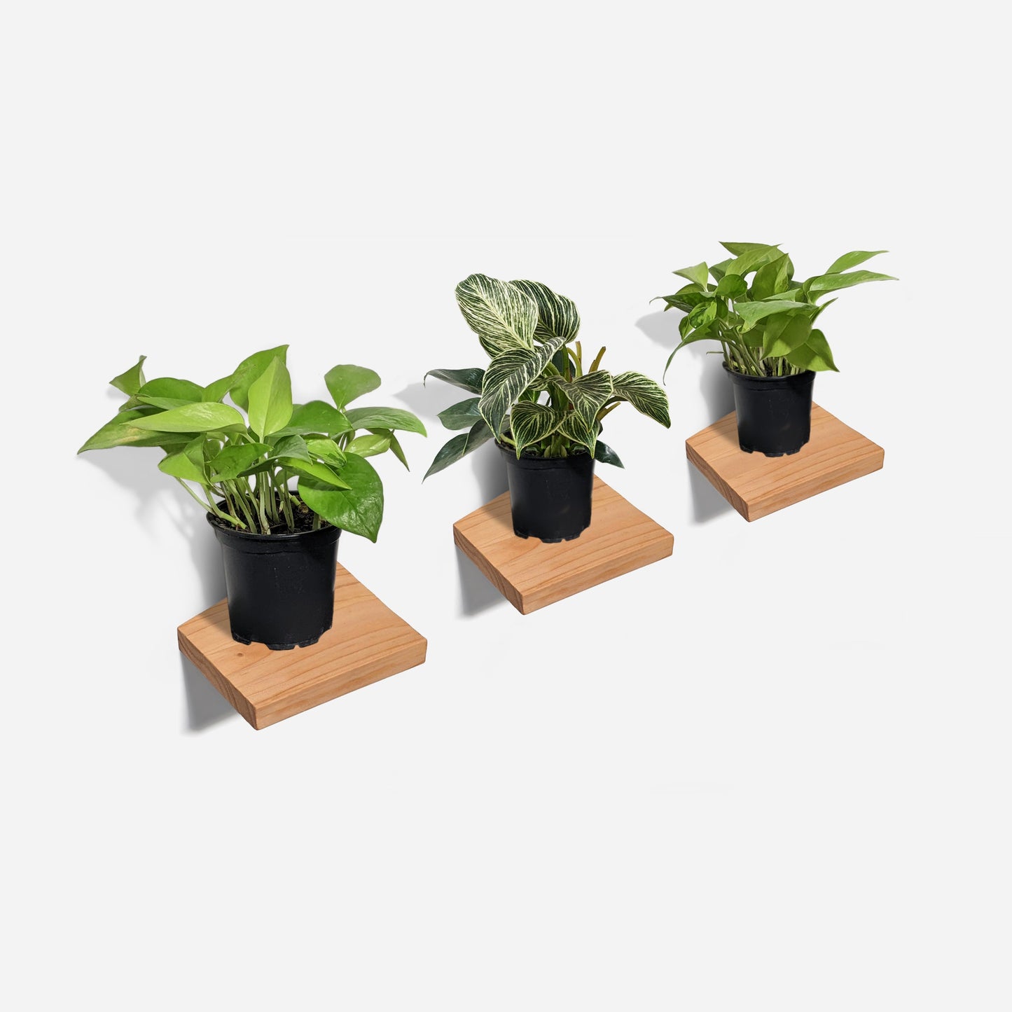 Chopped plant shelf by Formr