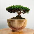 Bonsai Pot with Drainage and Saucer, Succulent Arrangement Planter Pot Unique, Cacti and House Plant Planter, Lightweight Wide Bowl by Rosebud HomeGoods