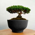 Bonsai Pot with Drainage and Saucer, Succulent Arrangement Planter Pot Unique, Cacti and House Plant Planter, Lightweight Wide Bowl by Rosebud HomeGoods