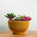 Bonsai Pot with Drainage and Saucer, Succulent Arrangement Planter Pot Unique, Cacti and House Plant Planter, Lightweight Wide Bowl by Rosebud HomeGoods