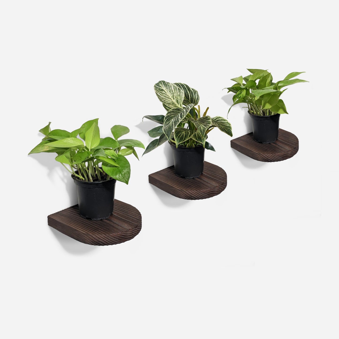 Rainbow plant shelf by Formr