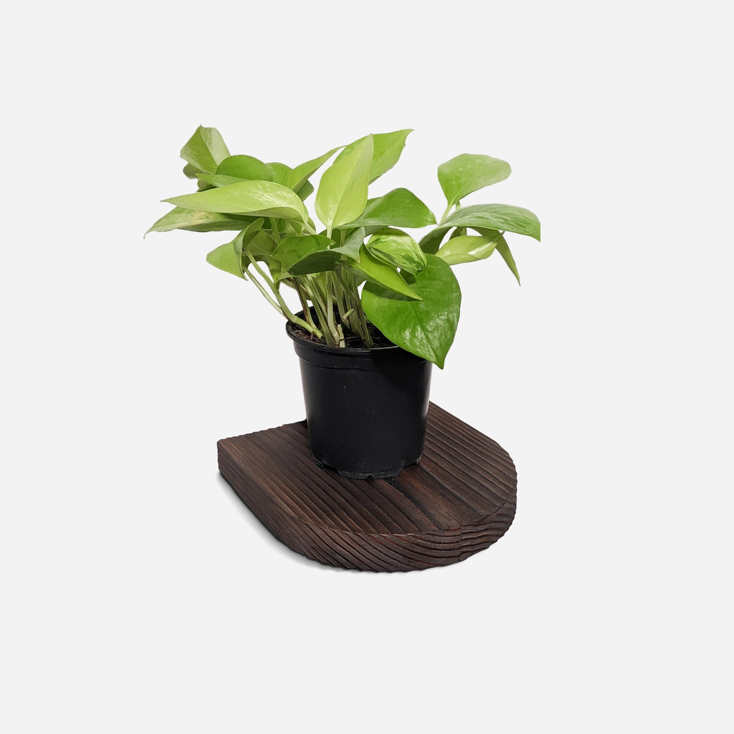 Rainbow plant shelf by Formr