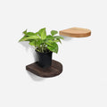 Rainbow plant shelf by Formr