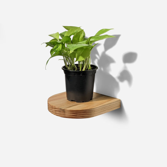 Rainbow plant shelf by Formr