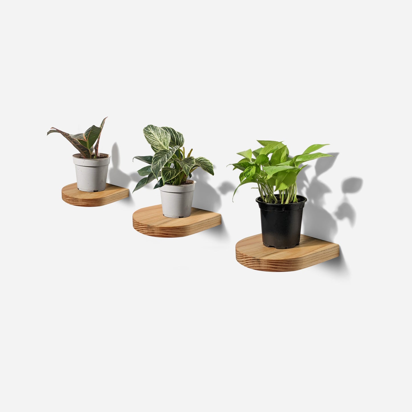 Rainbow plant shelf by Formr