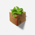 Triangle wall planted planter by Formr