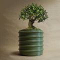 The Bubble Crest Planter by Rosebud HomeGoods